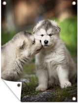 Tuinposter - Tuindoek - Tuinposters buiten - Twee malamute puppy's - 90x120 cm - Tuin