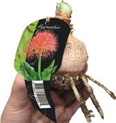 Baltus Haemanthus Multiflorus bloembol per 1 stuk