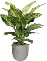 Hellogreen Kamerplant - Dieffenbachia Mars – 65 cm - Mica Sierpot Jimmy Lichtgrijs