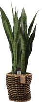 Sansevieria Zeylanica in Kira mand ↨ 100cm - planten - binnenplanten - buitenplanten - tuinplanten - potplanten - hangplanten - plantenbak - bomen - plantenspuit