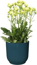 Kalanchoë Sunny White in ELHO Vibes Fold sierpot (diepblauw) ↨ 40cm - planten - binnenplanten - buitenplanten - tuinplanten - potplanten - hangplanten - plantenbak - bomen - plantenspuit