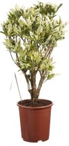 Croton Tamara ↨ 100cm - hoge kwaliteit planten