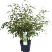 ‘Fargesia Rufa’ (Bamboe) ↨ 60cm - planten - binnenplanten - buitenplanten - tuinplanten - potplanten - hangplanten - plantenbak - bomen - plantenspuit