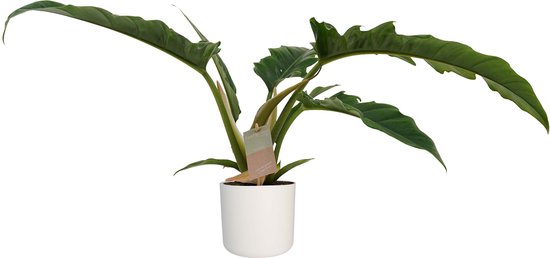Philodendron Narrow Escape Feel Green met Elho B.for soft white ↨ 45cm - hoge kwaliteit planten