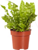 Asplenium Crispy Wave ↨ 30cm - hoge kwaliteit planten