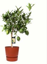 Citrus Green Lime in ELHO outdoor sierpot Greenville Rond (brique) ↨ 85cm - hoge kwaliteit planten