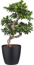 Ficus Gin Seng Bonsai met Elho Brussels Round pot Black ↨ 70cm - hoge kwaliteit planten