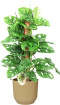 Monstera Monkey Leaf met mosstok in ELHO ® Vibes Fold Rond (botergeel) ↨ 65cm - hoge kwaliteit planten