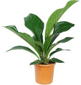 Anthurium jenmanii ‘Green Passion’ ↨ 90cm - hoge kwaliteit planten