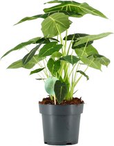 Alocasia Frydek ↨ 70cm - planten - binnenplanten - buitenplanten - tuinplanten - potplanten - hangplanten - plantenbak - bomen - plantenspuit