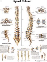 Wervelkolom Poster - skeletmodel - modellichaam - lichaamskelet - geraamte - beenderen - demoskelet