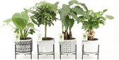 Tropic Mix in Standing Rustique ↨ 30cm - 4 stuks - hoge kwaliteit planten