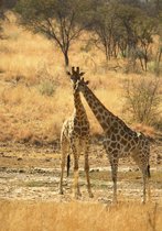 Dibond - Dieren - Wildlife / Giraf in beige / bruin / zwart - 80 x 120 cm.