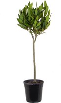 Laurier | Laurel Noble op stam - Buitenplant Van kwekerspot 21 cm - 70-80 cm