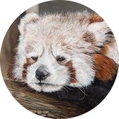 Rode Panda - Marco der Kinderen - Print op cirkel - Wandcirkel - Muurcirkel - Diameter Ø 75 cm