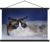 Affiche textielposter chat Ragdoll couché noir et blanc 120x80 cm