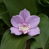 Duurzame, flexibele en milieuvriendelijke siliconen 3D mal "Orchidee" voor Zeep/Kaarsen/Epoxyhars/resin art/Gips/Klei