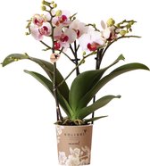 Kolibri Orchids | Witte Phalaenopsis orchidee - Mineral Gibraltar - potmaat Ø9cm | bloeiende kamerplant - vers van de kweker