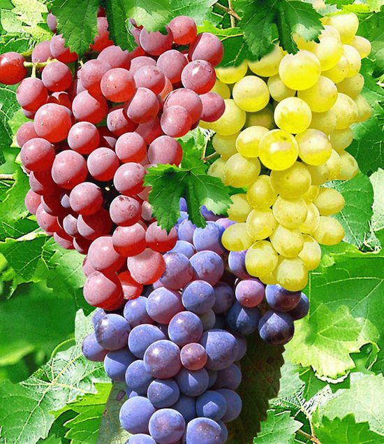 Garden Select - Mix van 3 Druivenplanten / Struiken - Vitis Vinifera - Druif - Blauw, Wit en Rood - Pot ⌀10.5cm - Hoogte ↕ 25 - 35cm - Zelfbestuivend en Winterhard - Het hele jaar te planten