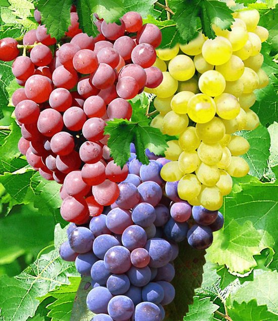 Garden Select Mix Van 3 Druivenplanten Struiken Vitis Vinifera 