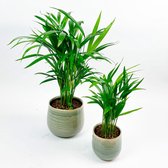 2x Areca - Dypsis lutescens incl. sierpot groen - Luchtzuiverende kamerplanten - Kamerpalmen - ↑40-45cm & 55-65cm - TS Iris potten Ø 13cm & 18cm