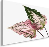 Schilderij - Caladium Bladeren, Groen/roze, premium Print