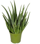 Aloe Vera - Geen Pot - Hoogte ↕ 60cm - Pot ∅ 21cm