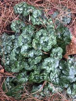 6 x Cyclamen Hed. 'ROSE PEARLS' - Alpenviooltje pot 9x9cm