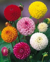 Dahlia Pompon Gemengd - Pompon Mix 5 stuks