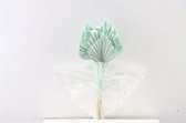 Gedroogd Palm Speer Mint - Droogbloemen - 10 stuks - Decoratieve takken - GRATIS verzending