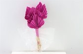 Gedroogd Palm Speer Cerise - Droogbloemen - 10 stuks - Decoratieve takken - GRATIS verzending