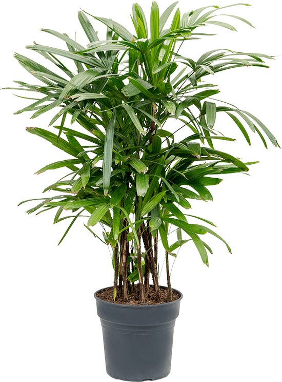 Plantenwinkel Rhapis excelsa L bamboepalm kamerplant