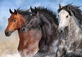 Vliesbehang Paarden XXL – fotobehang – galopperende paarden - 368 x 254 cm