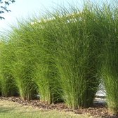 100 x Miscanthus sinensis 'Gracillimus' - Prachtriet in 9x9cm pot met hoogte 5-10cm