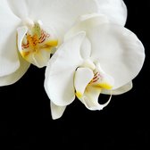 Dibond - Bloem / Bloemen - Orchidee in wit / geel / zwart - 35 x 35 cm.