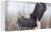 Peinture sur Toile Pygargue à Tête Blanche - Aigle - Vogel - 40x20 cm - Décoration murale