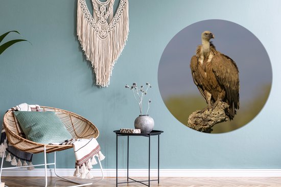 Jeune vautour fauve sur la branche d'un chêne-liège Cercle mural en plastique Assiette ⌀ 120 cm - tirage photo sur cercle mural / cercle maison (décoration murale) XXL / Groot format!