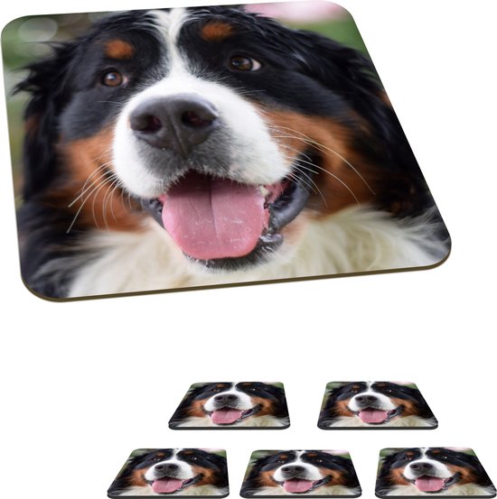 Onderzetters voor glazen - Vooraanzicht van het hoofd van de Berner Sennenhond - 10x10 cm - Glasonderzetters - 6 stuks