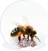WallCircle - Cercle mural - Cercle mural d'intérieur - Abeille en gros plan sur fleur blanche - 120x120 cm - Décoration murale - Peintures ronds XXL