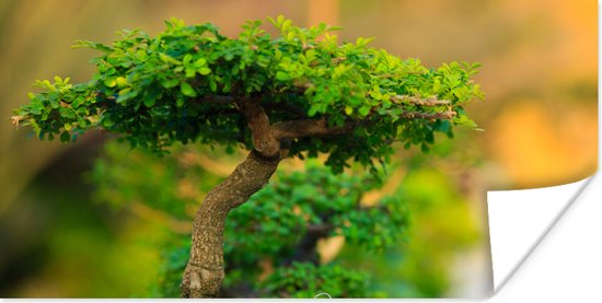 Poster Bonsai bomen in een rij - 160x80 cm