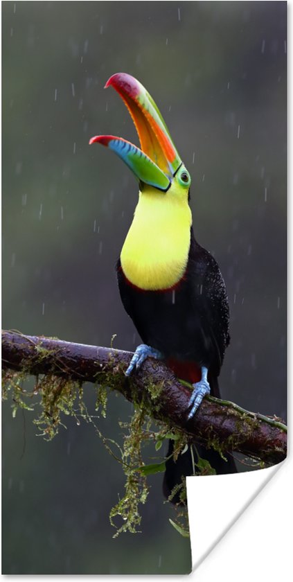 Poster Toekan in de regen - 40x80 cm