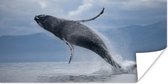 Poster Uit het water springende walvis - 150x75 cm