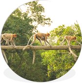 Wall Circle - Wall Circle Indoor - Singes marchant sur une branche - 120x120 cm - Décoration murale - Peintures Ronds XXL