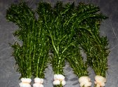 Waterpest (Elodea densa) - Zuurstofplant - per 5 bundels - Opplanten in kleiige vijveraarde -Wintergroene Vijverplant - Vijverplant- Voor kraakhelder Vijverwater - Vijverplanten We