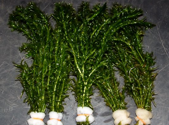 Waterpest (Elodea densa) - Zuurstofplant - per 5 bundels - Opplanten in kleiige vijveraarde -Wintergroene Vijverplant - Vijverplant- Voor kraakhelder Vijverwater - Vijverplanten Webshop