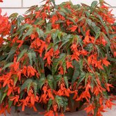 Begonia boliviensis Santa Cruz | 9 stuks | Knol | Geschikt voor in Pot | Oranje | Prachtige Knolbegonia | Begonia | 100% Bloeigarantie | QFB Gardening