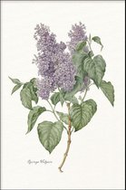 Walljar - Syringa vulgaris - Muurdecoratie - Poster met lijst