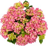 Hortensia „Forever & Ever“ - Hydrangea macrophylla - Roze hortensia - Winterharde tuinplant ↑25-40m - Pot- Ø 16cm