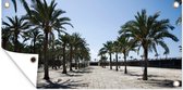 Schuttingposter De rijen met palmbomen op een promenade op Mallorca - 200x100 cm - Tuindoek