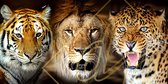 DP Diamond Painting Three Wild Cats 150 x 75 cm - Volledige bedekking, vierkante steentjes - Hoogste kwaliteit van DP Benelux Diamond Paintings